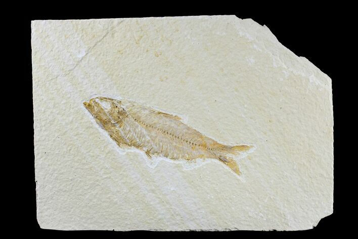 Detailed Fossil Fish (Knightia) - Wyoming #165819